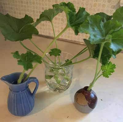 How to Propagate Geraniums from Cuttings | Needlepointers.com