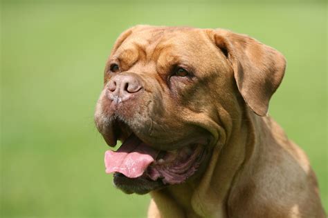 Dogue de Bordeaux Dog Breed Profile