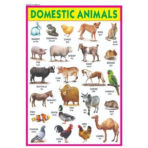 Domestic Animals Chart