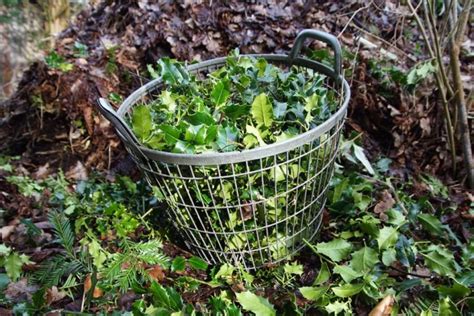 Sue Hunter On Pruning Holly: Be Selective With Young Plants; Use Hat-Racking For Older Ones ...