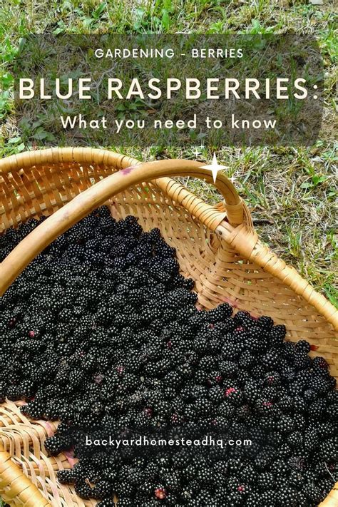 Blue Raspberries: What you need to know | Blue raspberry, Raspberry ...