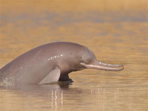 Indus River Dolphin | Species | WWF