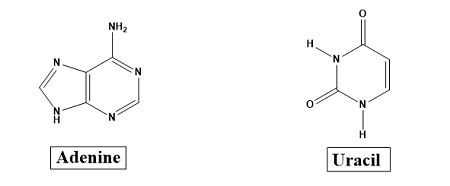 Hydrogen Bonds Between Thymine And Adenine