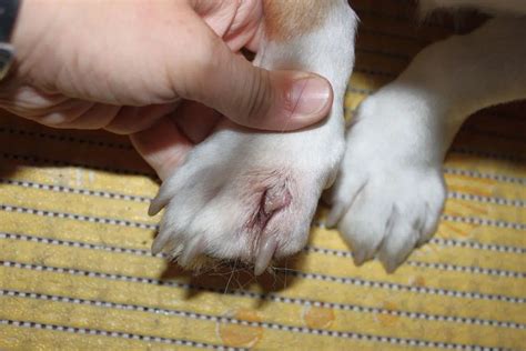 Dog Paw Infection: Common Causes, Prevention and Treatment | PetMaximalist