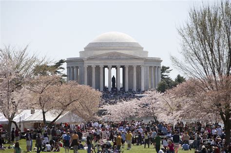 Everything to Know About Japan's Cherry Blossom Festivals