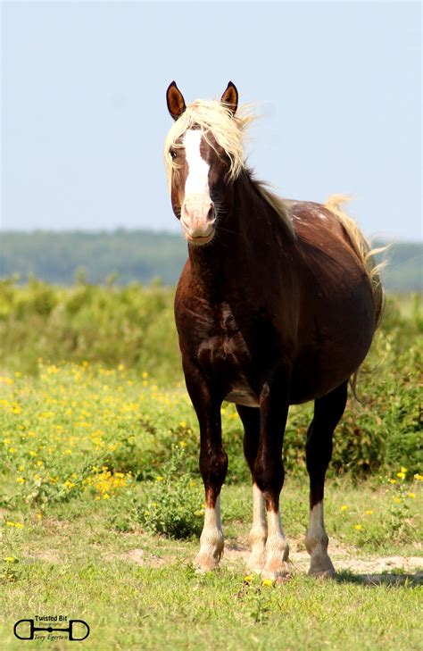 Went Chincoteague Pony hunting yesterday. Found Surfer Dudes Riptide on ...