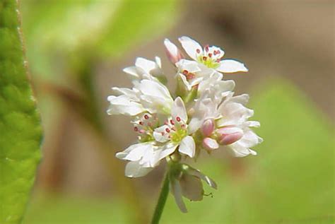 Buckwheat - The Daily Garden