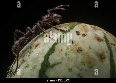 Bullet ant worker (Paraponera clavata) has the most painful sting of Stock Photo: 137067177 - Alamy