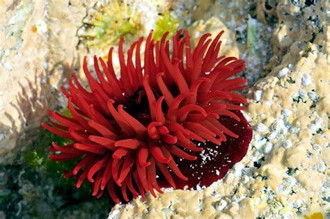 Sea Anemone – "OCEAN TREASURES" Memorial Library