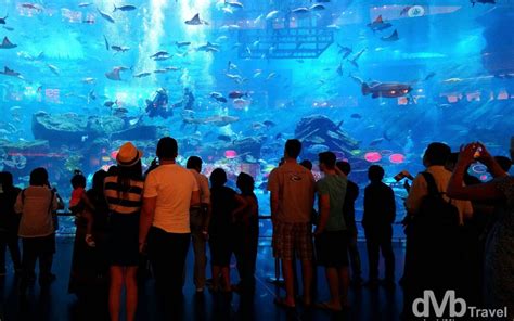 Dubai Aquarium, Dubai Mall, UAE - Worldwide Destination Photography & Insights