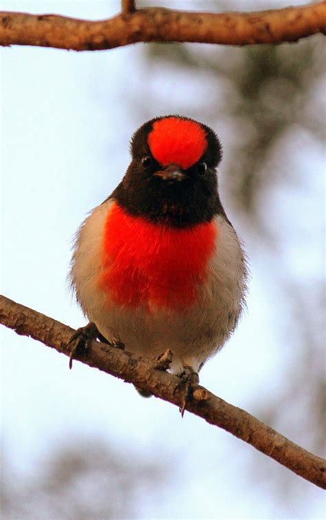 Red cap, Birds, Bird