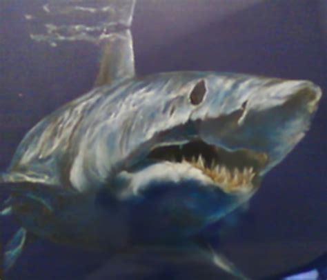 File:Mako shark drawing.jpg - Wikimedia Commons