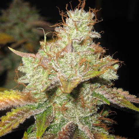 Master Kush Strain Info / Master Kush Weed By Spliff Seeds - GrowDiaries