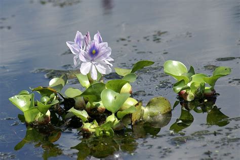 Environnement Madagascar: Les plantes aquatiques offrent d’importants ...