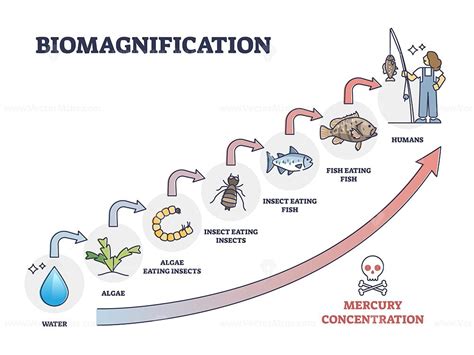 Biomagnification with toxic and poisonous mercury concentration outline ...