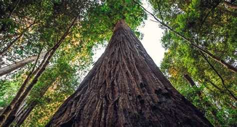 Is It Possible To Visit The Coastal Redwood Hyperion, The World's Tallest Tree? | Flipboard