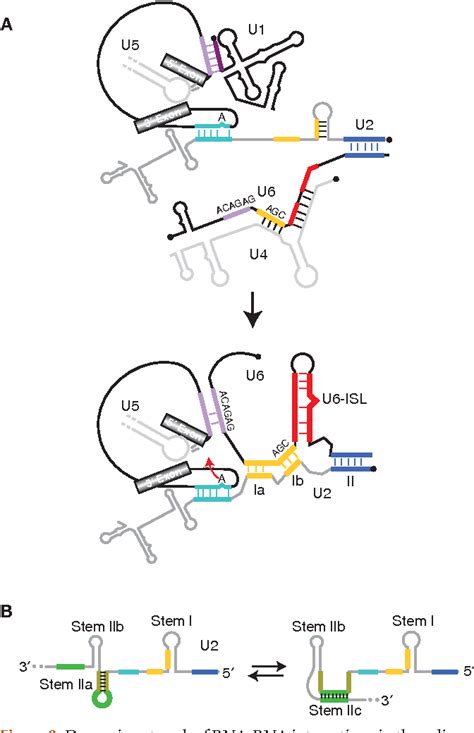 [PDF] Spliceosome structure and function. | Semantic Scholar