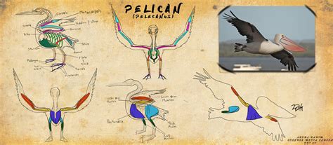 Pelican Anatomy Study by HarbingerofDeth on DeviantArt