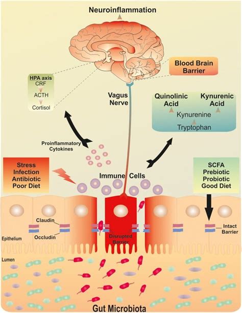 Stress, the Gut Microbiota & Intestinal Barrier Function