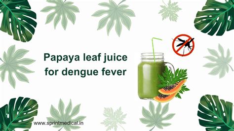 Papaya Leaf Juice for Dengue Fever | Sprint Medical