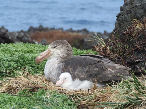 Agreement on the Conservation of Albatrosses and Petrels - A Northern ...