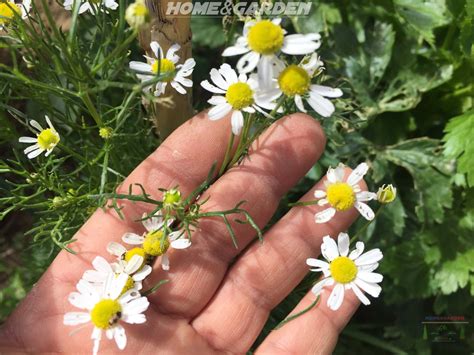 Chamomile | Chamomile growing, Aromatic plant, Types of herbs