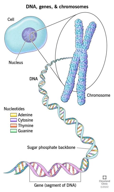 What is DNA? And how does it relate to genes? 🧬 – Genomics For Dummies