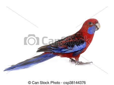 Download Crimson Rosella clipart for free - Designlooter 2020 👨‍🎨