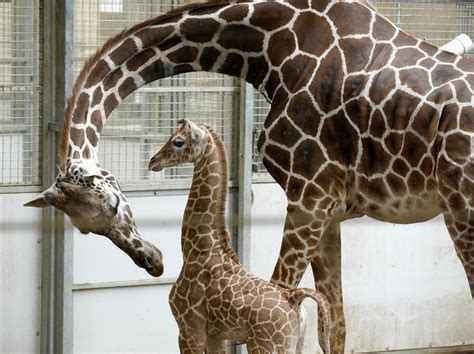 Giraffes being considered for endangered species list, U.S. Fish and Wildlife says - The ...