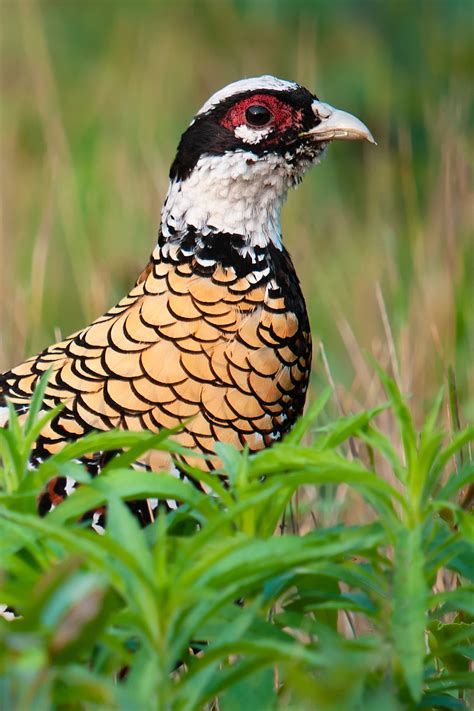 Reeves's Pheasant Photos - Shanghai Birding 上海观鸟