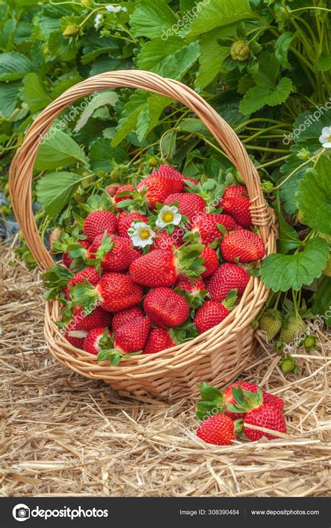 Strawberry basket agricultural field Stock Photo by ©natam 308390484