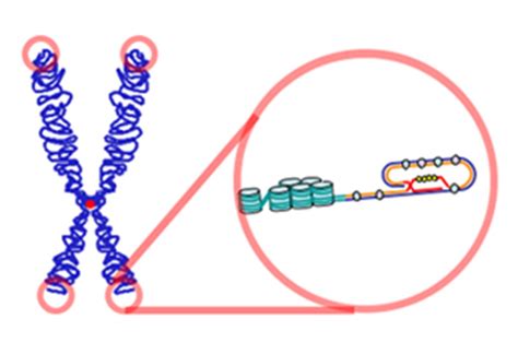 Telomere