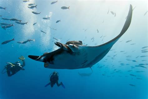 Top Places to Dive With Mantas • Scuba Diver Life