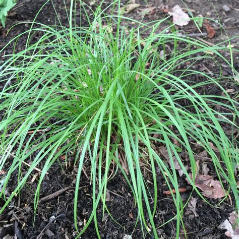 Pennsylvania sedge Archives - Laidback Gardener