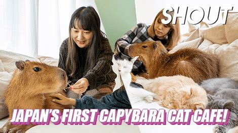 Japan’s First Capybara Cat Cafe Opens in Tokyo - Shout