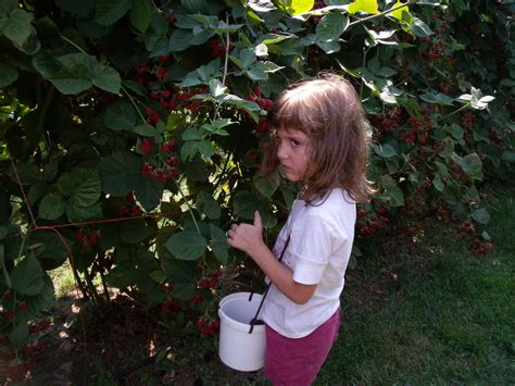 meand5blessings: BLACKBERRY PICKING