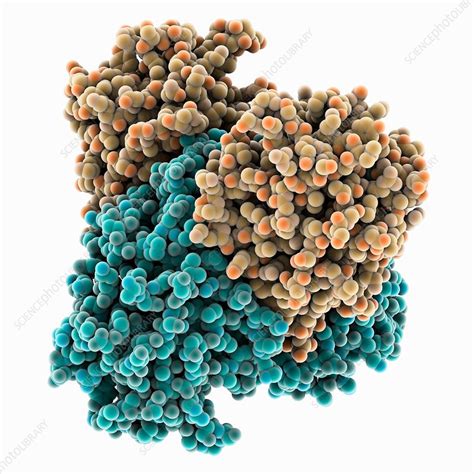 Concanavalin A molecule - Stock Image - C035/5776 - Science Photo Library