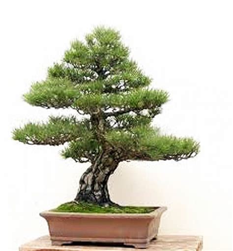 Penjing Vs Bonsai | Bonsai Bark