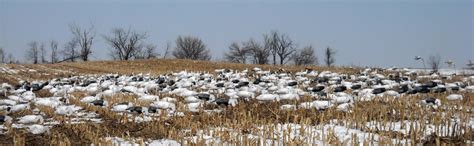 Decoys For Spring Snow Goose Hunting - South Dakota