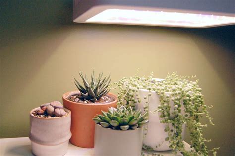 What Grow Light Is Best For Succulents | Chicago Land Gardening