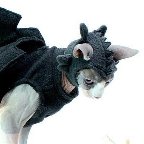 Sphynx Kitty | Pet halloween costumes, Pet costumes, Sphynx cat clothes