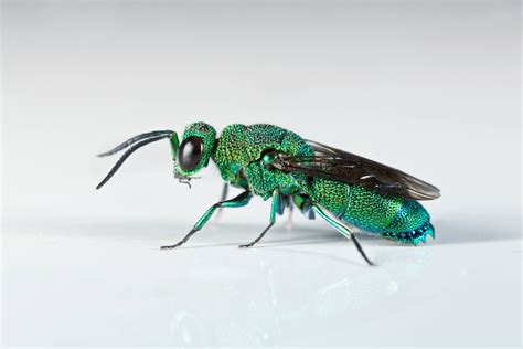 Jeweled Cuckoo Wasp Chrysis inaequidens : insects