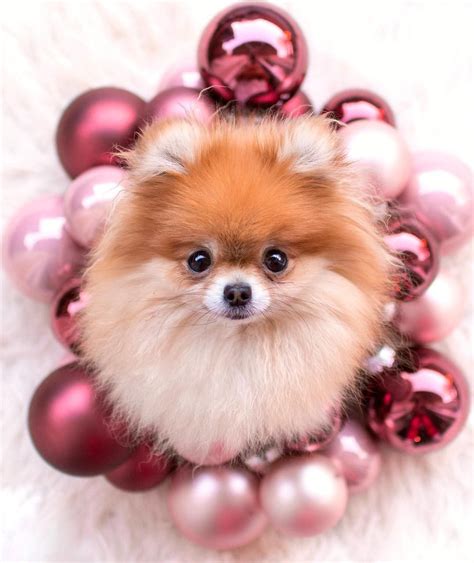 Pin by Lindamills47 on Pomeranian | Pomeranian puppy, Pomeranian dog, Puppies