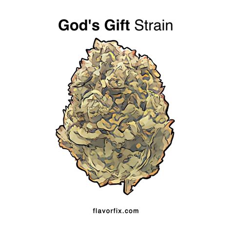 God's Gift Strain | Paradise on Earth | Flavor Fix