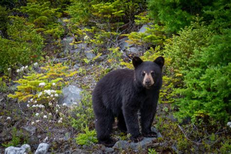 American Black Bear - Facts and Beyond | Biology Dictionary