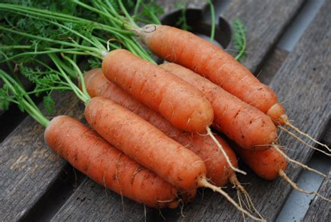 Carrot Varieties, Varieties of Carrots, Types of Carrots