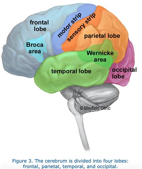 THE SAVVY SHOPPER: The Anatomy Of The Brain