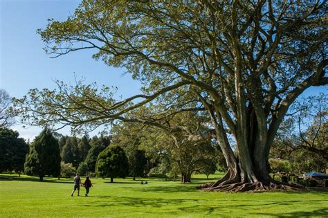 Cornwall Park in Auckland