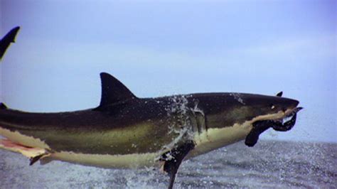 Great White Shark Diet Facts And Fiction - diyinter