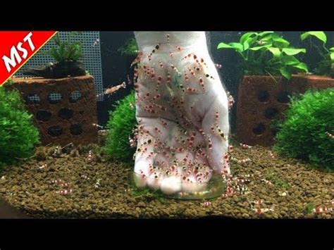 Feeding Pet Shrimp By Hand - YouTube | Pet shrimp, Shrimp tank, Shrimp